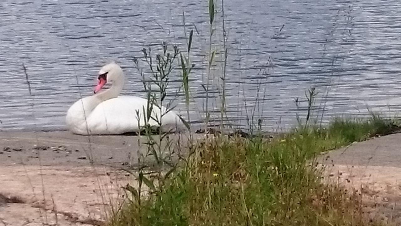 Отель Salno Gard Bylehamn Экстерьер фото